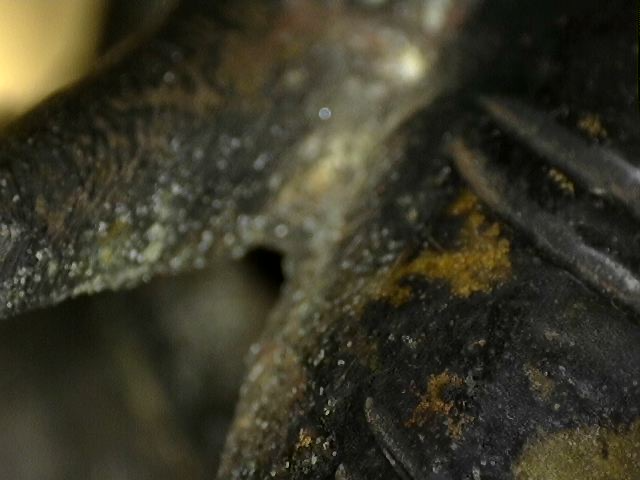 Microscopic toolmarks and manual wax modeling on Ganesha statue
