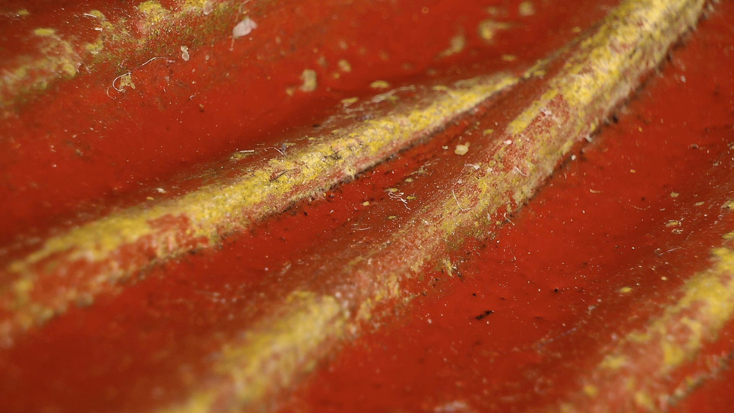 Microscope detail of red lacquer, a robe fold and traces of gilding