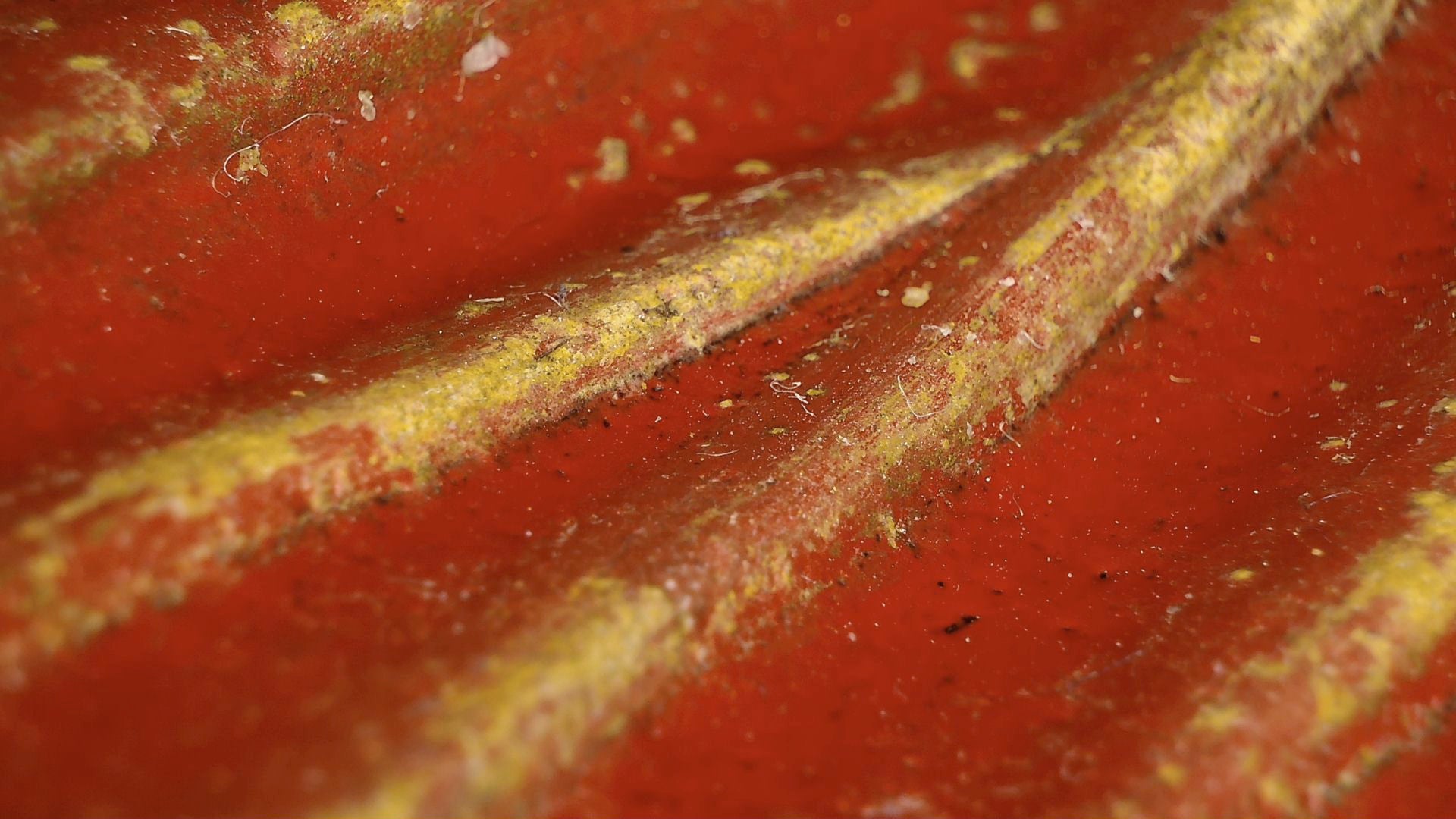 Microscope detail of red lacquer, a robe fold and traces of gilding
