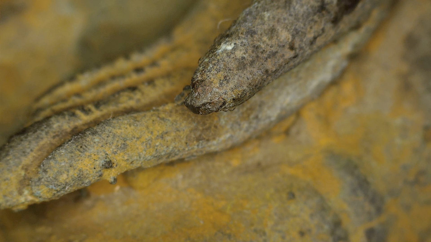Macro-détail de la dorure, du fond laqué, de la patine et de l’état du Bouddha d’Ayutthaya, SKU 740 – détail 9